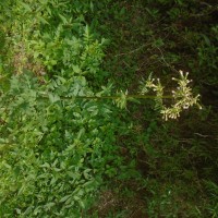 Erechtites valerianifolius (Link ex Spreng.) DC.